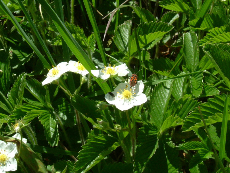 Fragaria vesca - fragola